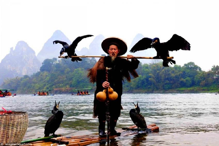 Cormorant Fishing Show