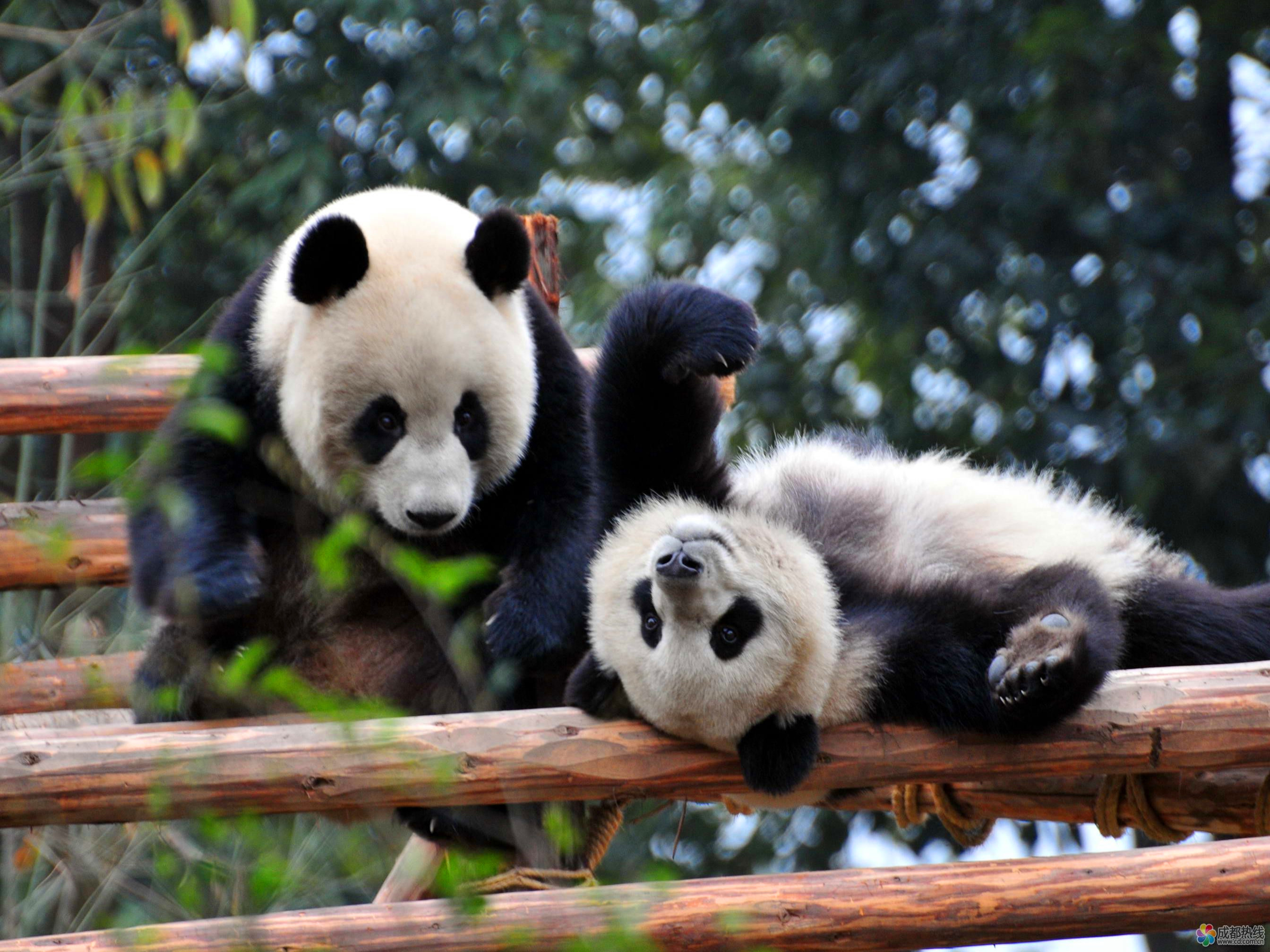 The Giant Panda Base